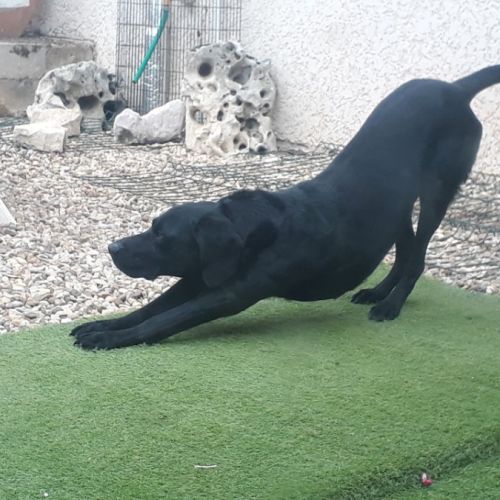 Labrador incroyable #3