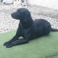Labrador incroyable #0