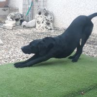 Labrador incroyable #3