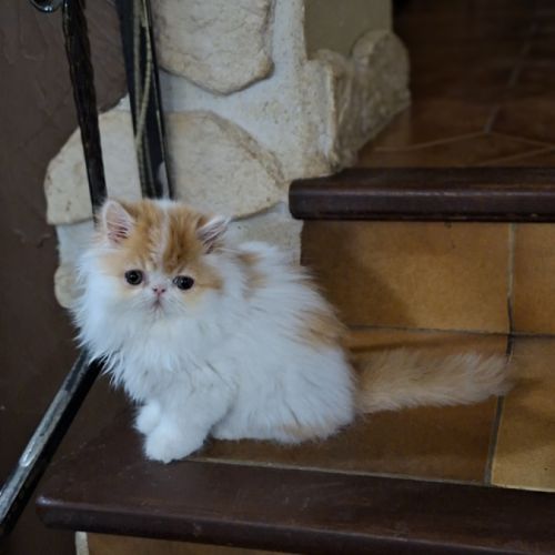 Chatons persan disponibles de suite #1