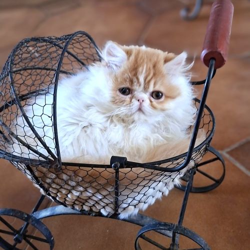 Chatons persan disponibles de suite #2