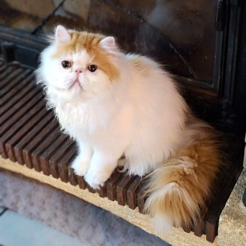 Chatons persan disponibles de suite #5