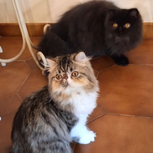 Chatons persan disponibles de suite #0