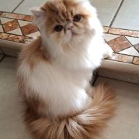 Chatons persan disponibles de suite #3