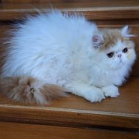 Chatons persan disponibles de suite #4