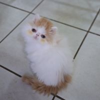 Chatons persan disponibles de suite #6