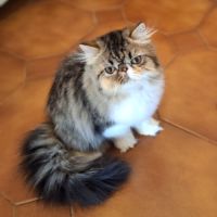 Chatons persan disponibles de suite #7