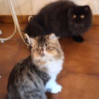 Chatons persan disponibles de suite