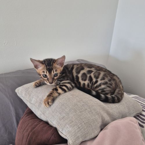 Chaton bengal #0