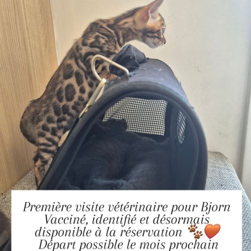 Chaton bengal #2