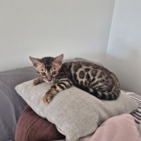 Chaton bengal