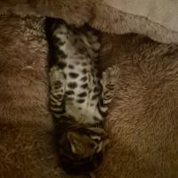 Chaton bengal #3
