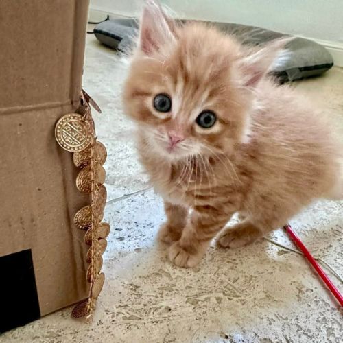 Croquette, joli chaton à l'adoption