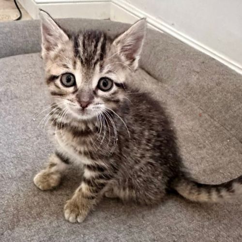 Sally, jolie minette à l'adoption