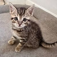 Sally, jolie minette à l'adoption