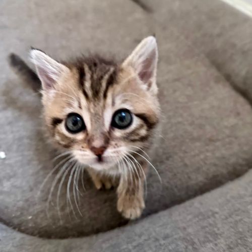 Mozza, jolie minette à l'adoption