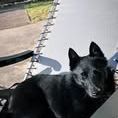 Chien schipperke à l adoption #2