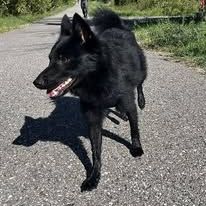 Chien schipperke à l adoption #3