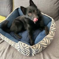 Chien schipperke à l adoption #0