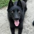 Chien schipperke à l adoption #4