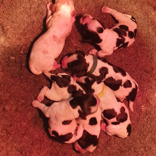 Chiots cockers anglais lof à réserver