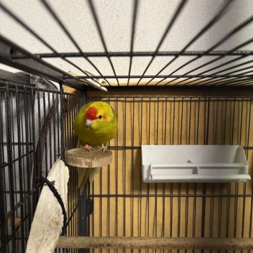 Kakarikis #0