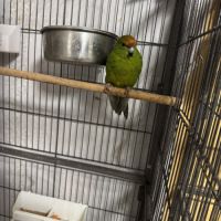 Kakarikis #1
