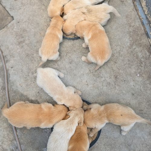 Magnifiques chiots golden retriever #1
