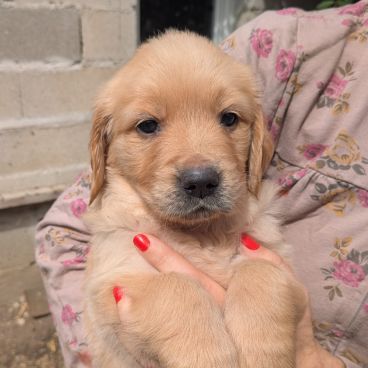 Magnifiques chiots golden retriever #2