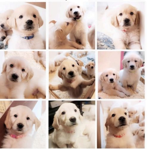 Magnifiques chiots golden retriever #4