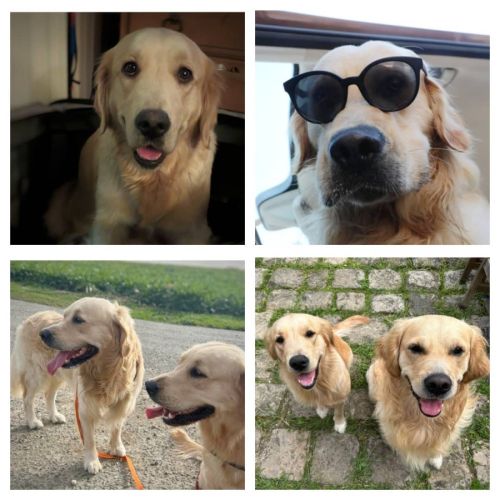 Magnifiques chiots golden retriever #0