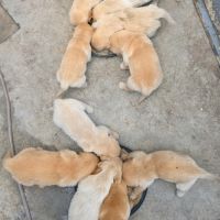 Magnifiques chiots golden retriever #1