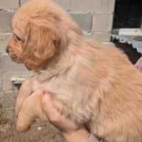 Magnifiques chiots golden retriever #3