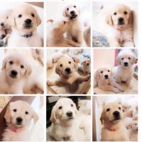 Magnifiques chiots golden retriever #4