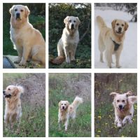 Magnifiques chiots golden retriever #5