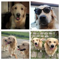 Magnifiques chiots golden retriever