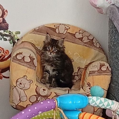 Chaton maine coon non loof