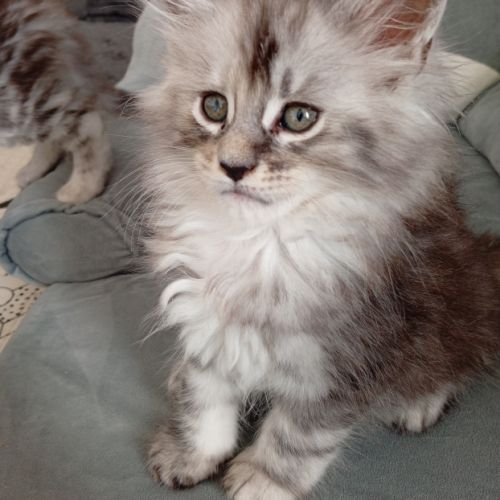 Chaton maine coon non loof #4