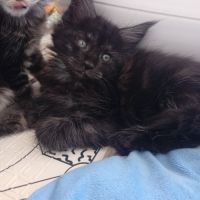 Chaton maine coon non loof #1