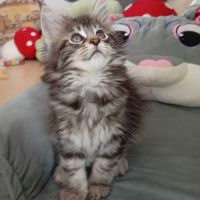 Chaton maine coon non loof #3