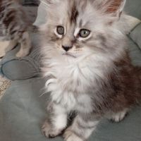 Chaton maine coon non loof #4