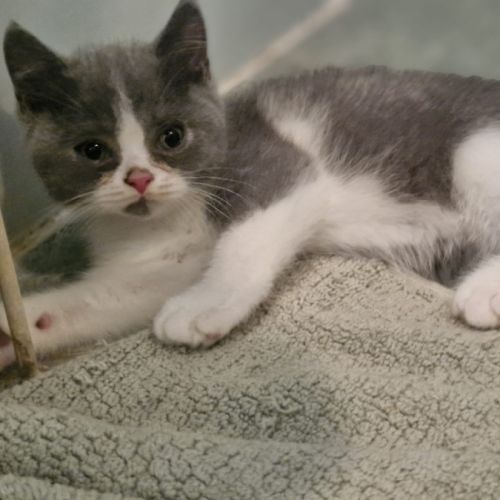 Adorable chaton british shorthair loof a reserver #2