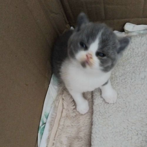 Adorable chaton british shorthair loof a reserver #2