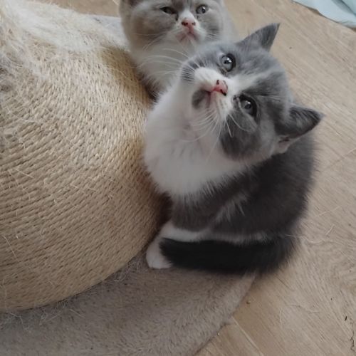 Adorable chaton british shorthair loof a reserver #0
