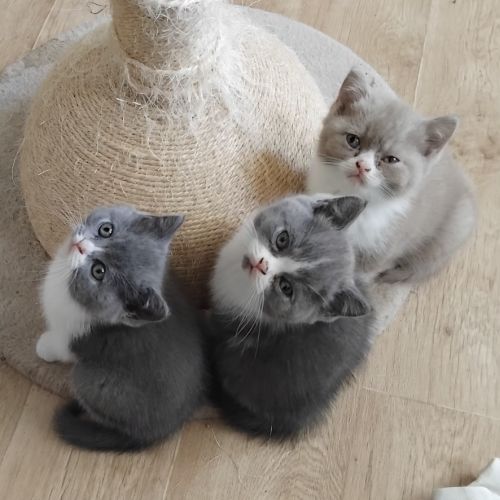 Adorable chaton british shorthair loof a reserver #5