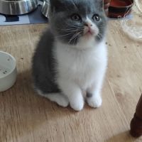 Adorable chaton british shorthair loof a reserver