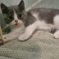 Adorable chaton british shorthair loof a reserver #2