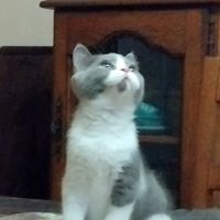 Adorable chaton british shorthair loof a reserver