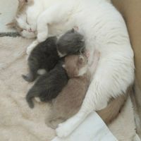 Adorable chaton british shorthair loof a reserver #1