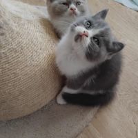 Adorable chaton british shorthair loof a reserver